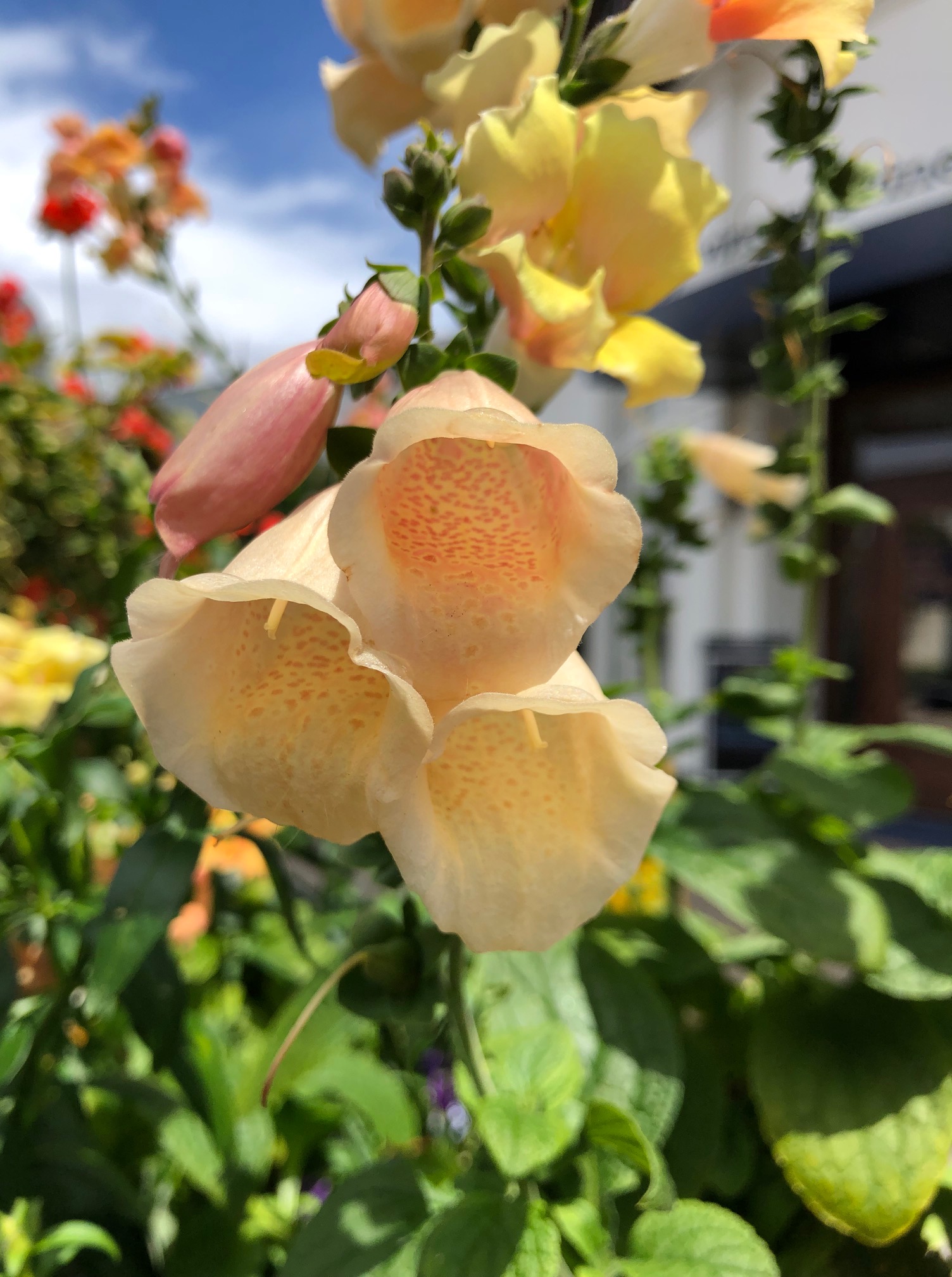 Close-up of a bell-shaped yellow and orange flower against a deep blue sky.
