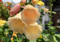 closeup of a deep bell-shaped flower against a blue sky