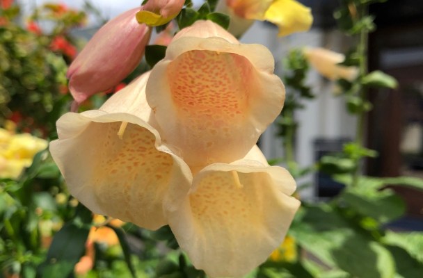 closeup of a deep bell-shaped flower against a blue sky