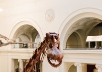 Photo from the Field Museum of the head of Maximo the titanosaur. A pterodactyl is hanging from the ceiling behind him.