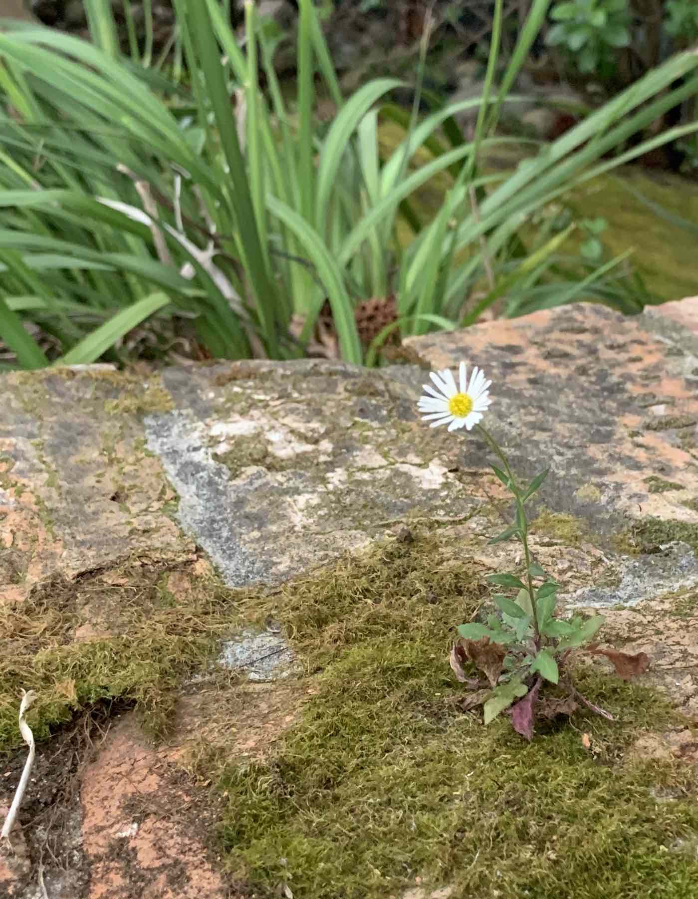 A tiny daisy-like flower pokes out of a brick wall. 