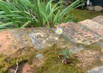 A small white daisy-like flower pokes up out of a patch of moss on a brick wall.