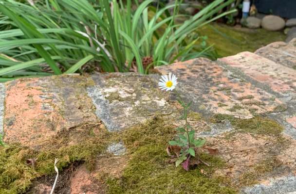 A small white daisy-like flower pokes up out of a patch of moss on a brick wall.