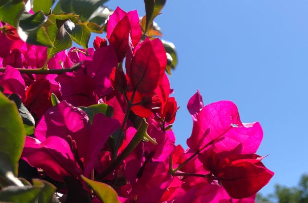 Closeup of the dark pink bougainvillea against a clear blue sky