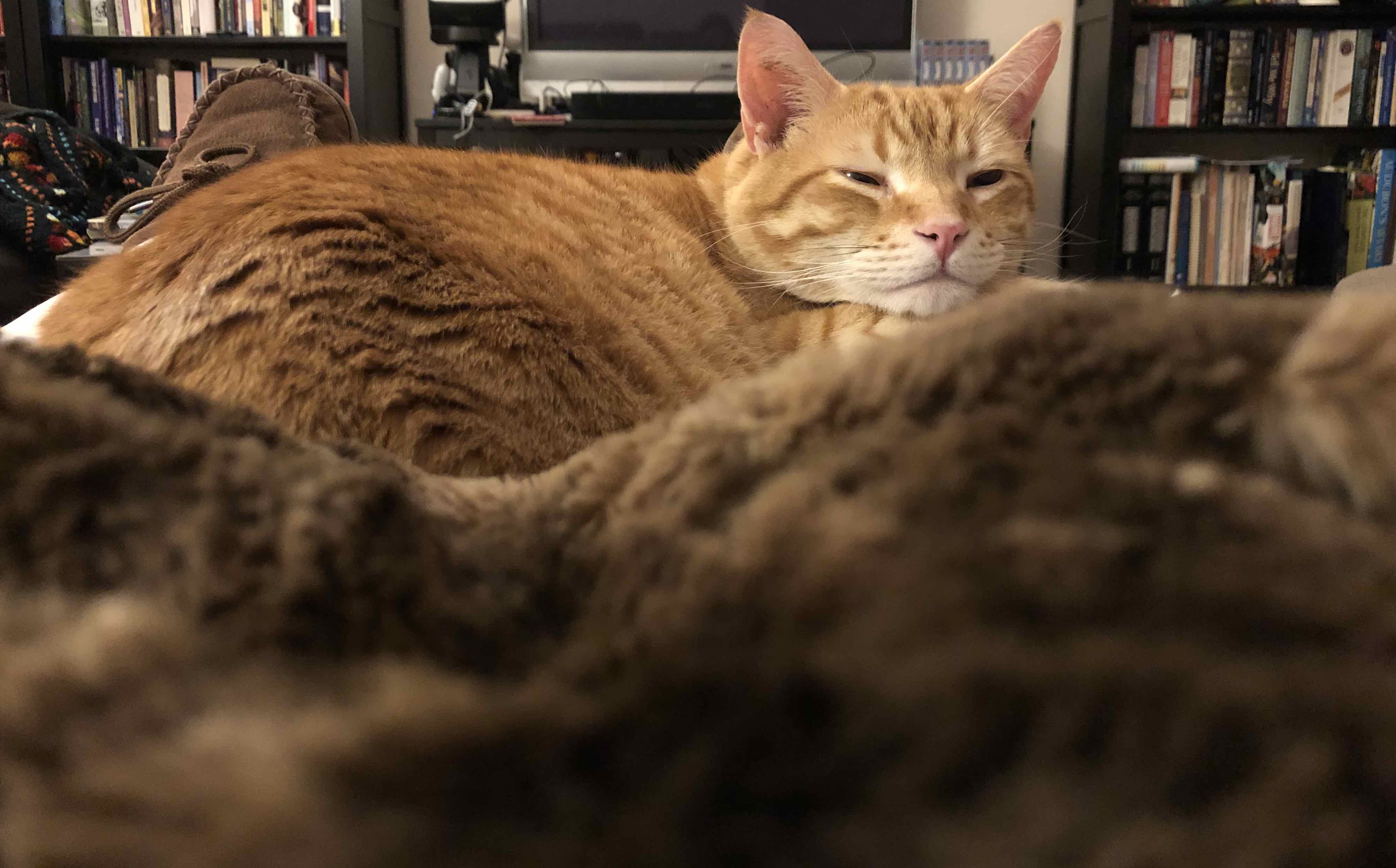 My cat, almost asleep, on my lap. He is so good at convincing me to take afternoon naps that we have a phrase for this process. It's called "giving me the warm sleepies." 