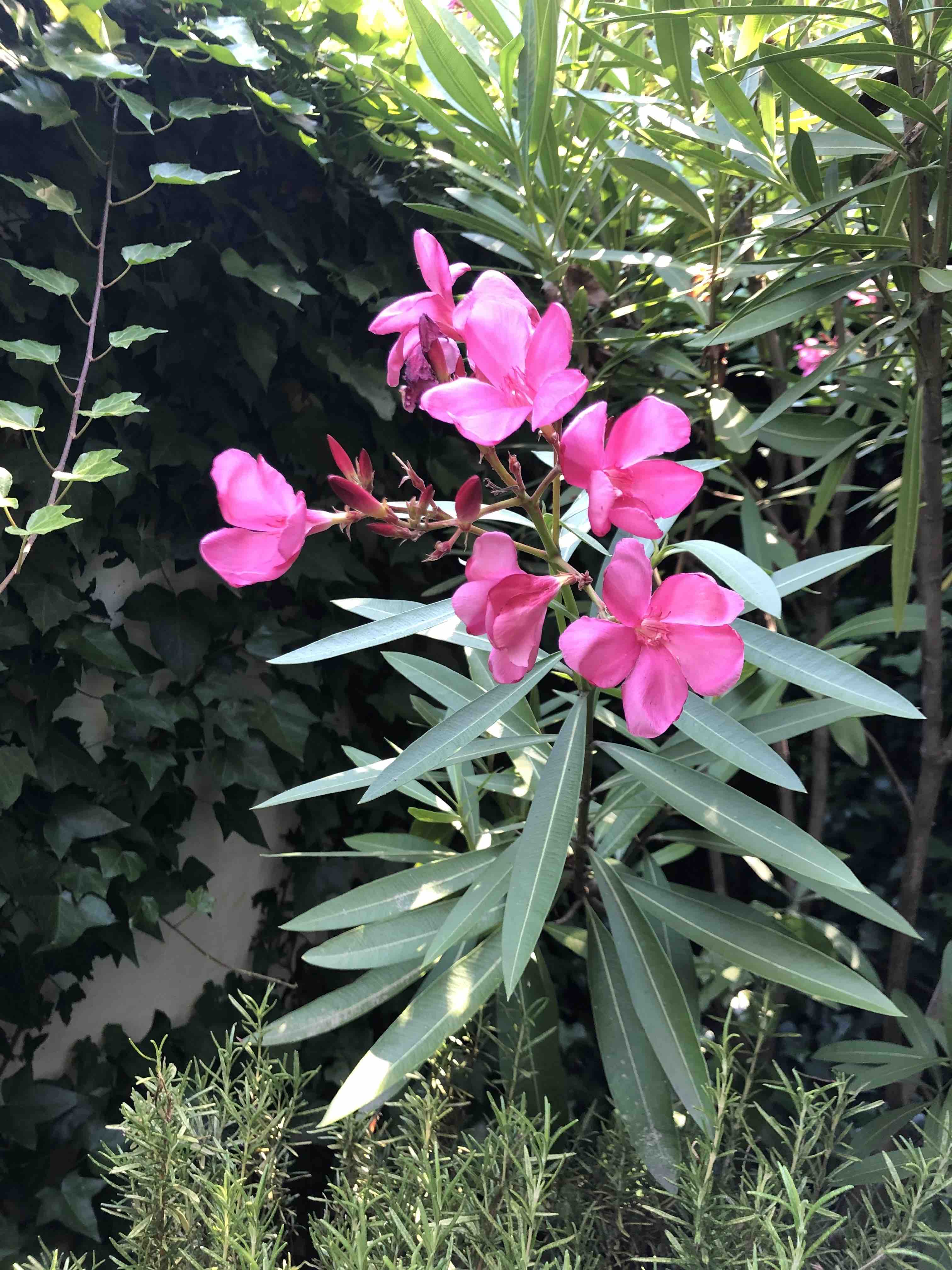 Oleanders have bright, dark pink flowers, long, sword-shaped dark green leaves. 