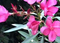 close-up of the oleander's pink flowers