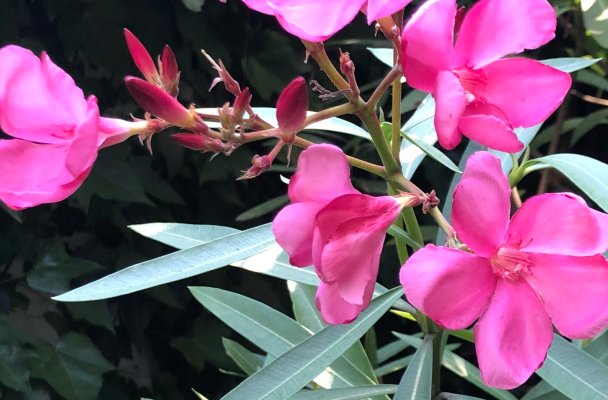 close-up of the oleander's pink flowers