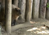 A capybara stands under his wooden shelter. Capybara's are the world's largest rodent.