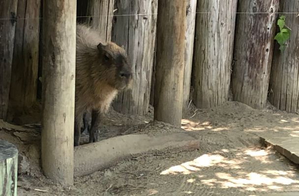 A capybara stands under his wooden shelter. Capybara's are the world's largest rodent.