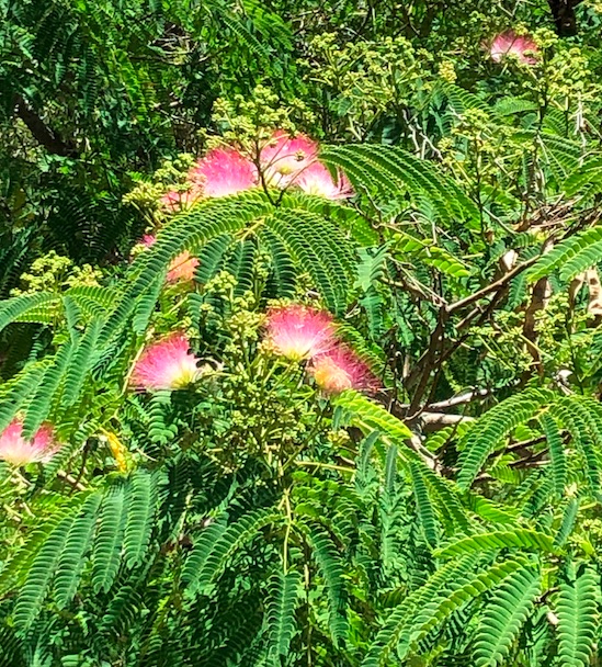 Larger photo of the same silk tree. 