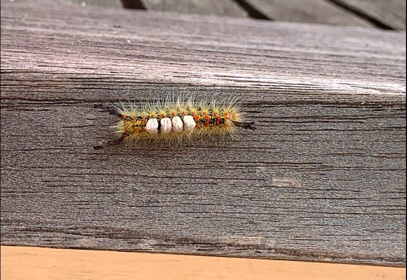 a close-up of a grey board along which is crawling a fuzzy brown caterpillar with white bumps on its back. 