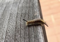 View of the tussock moth caterpillar from the side.