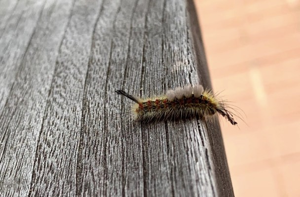 View of the tussock moth caterpillar from the side.