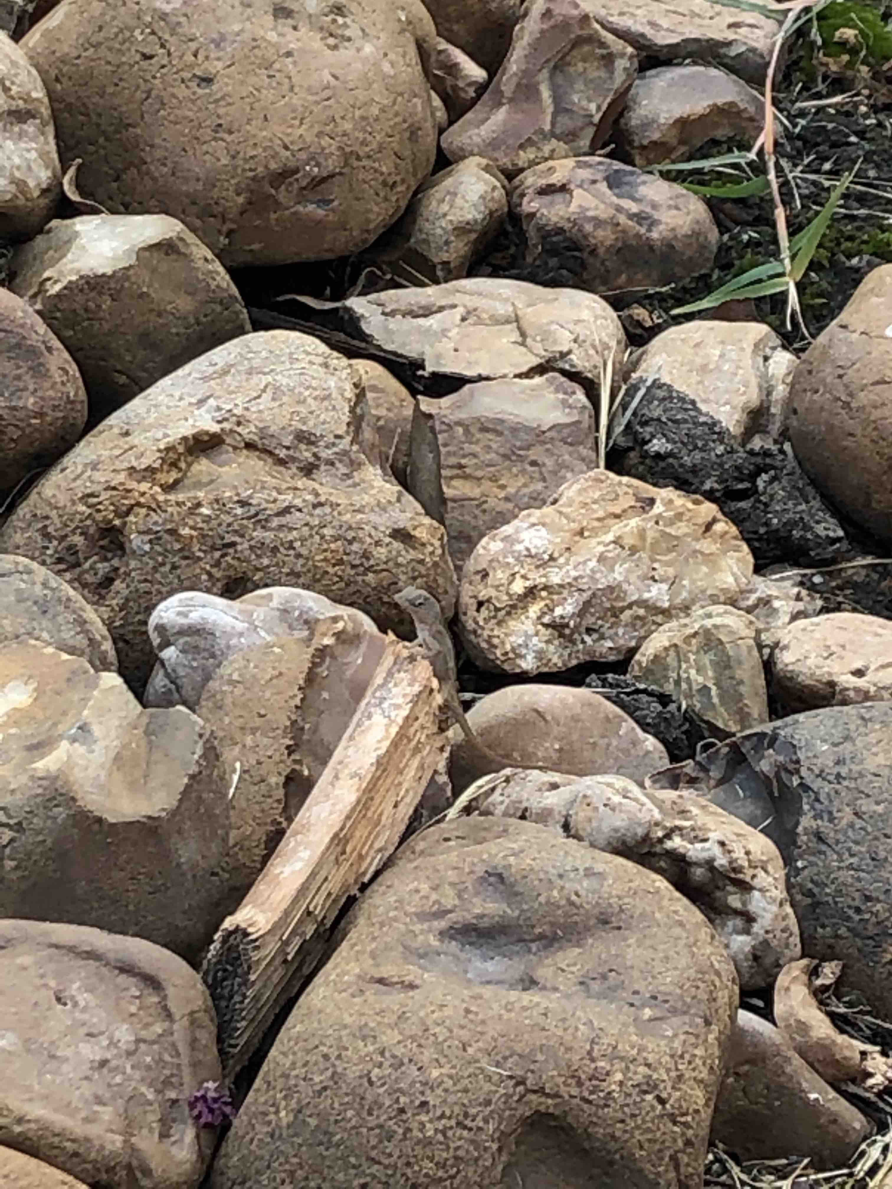 A very tiny lizard suns himself on some much larger rocks.