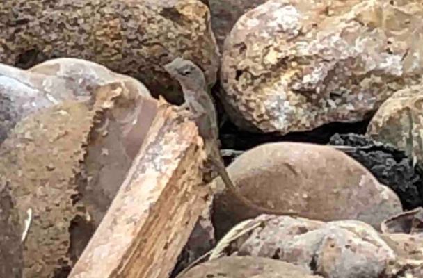 A lizard perched on rocks.