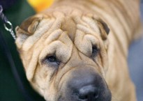 Shar Pei dogs have dense but loose folds of skin all over their short-haired bodies.
