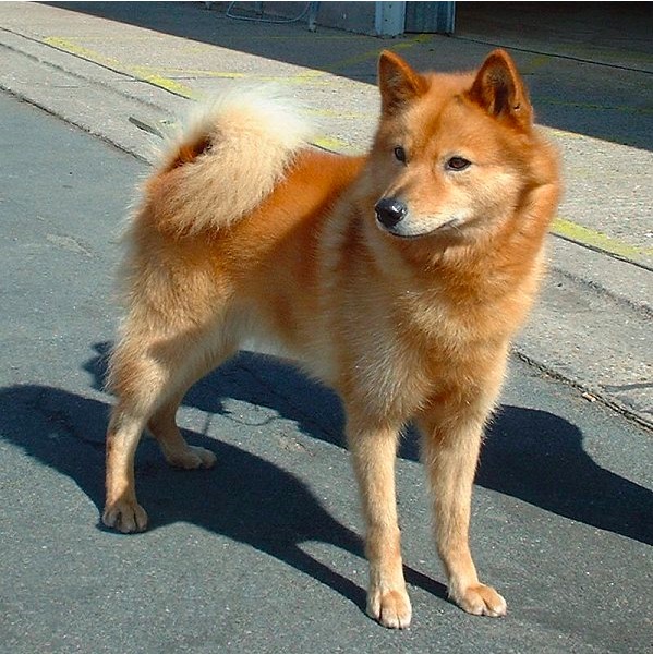 This Finnish Spitz has reddish brown fur, a long-haired curly blonde tail draped over his back, sharp pointed ears, and looks overall like a cross between a fox and a dog. 