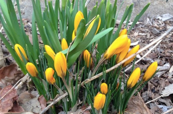 Yellow crocuses pushing up from a wintry brown soil.