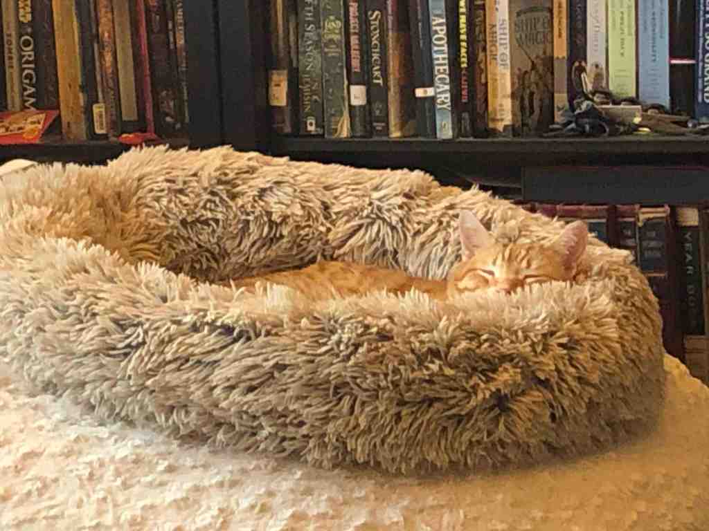 Cat sleeping contentedly in a furry cat bed in front of a bookshelf full of books. 