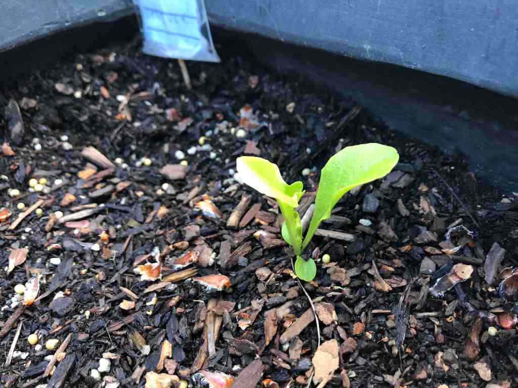 Baby lettuce leaves in extreme close-up. 