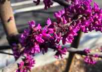 Purple flowers on a tree branch.