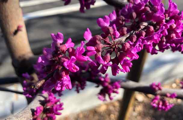 Purple flowers on a tree branch.