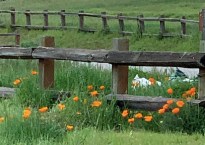 poppies along a wooden fence