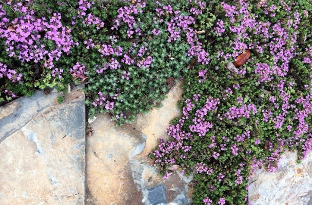 small purple flowers on stone paving