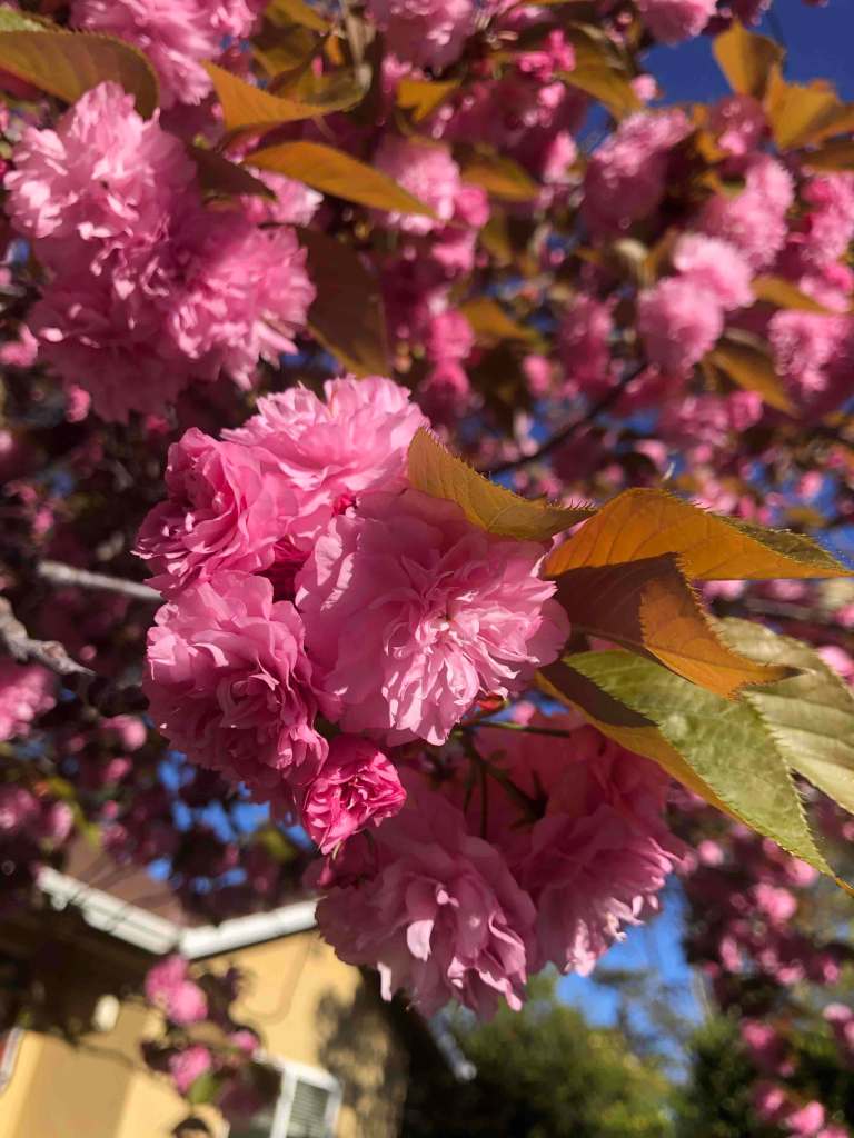 Close up of a cluster of pink flowers in a tree.