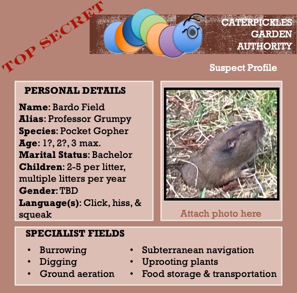 Image shows a mock-up of a Suspect Profile from the Caterpickles Garden Authority. The profile, which is stamped Top Secret, includes a suspect photo, a list of personal details including name: Bardo Field, alias: Professor Grumpy, species: Pocket Gopher, Age: 1? 2? 3 max, Children: 2-5 per litter, multiple litters per year, Gender: TBD; Language: Click, hiss, and squeak. It also includes a list of specialist fields, including burrowing, digging, ground aeration, subterranean navigation, uprooting plants, food storage and transportation.