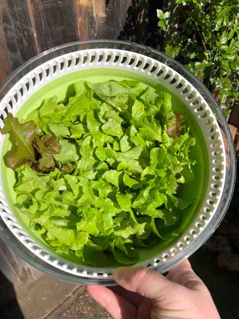 Photo shows a colander full of freshly picked lettuce. Mmmmm.... lettuce.