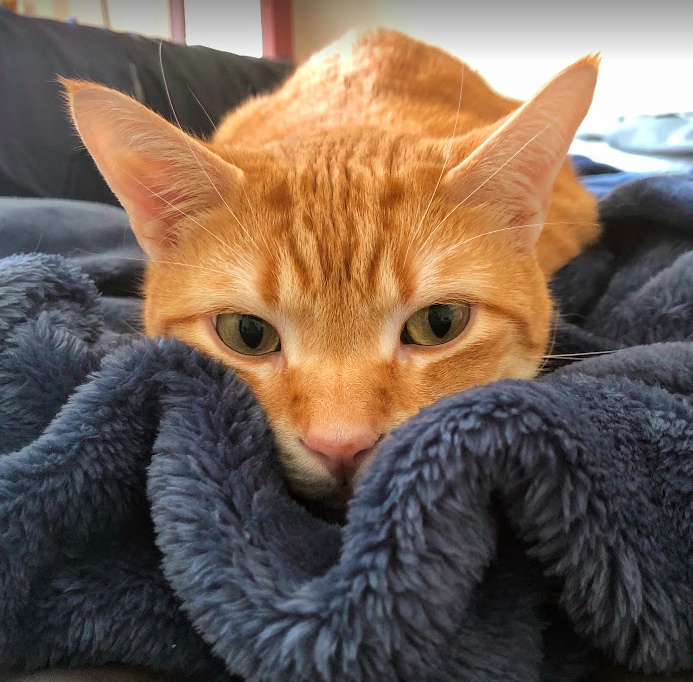 Orange tabby resting his head on a fuzzy blue blanket. Looks depressed. 