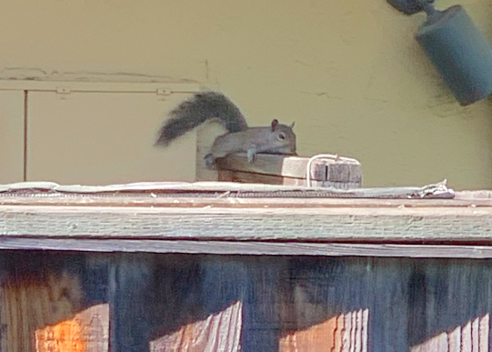 A grey squirrel resting flat on his stomach on top of a wooden fence.