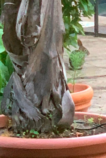 A rabbit sitting on his back feet half hidden by a potted palm tree. 
