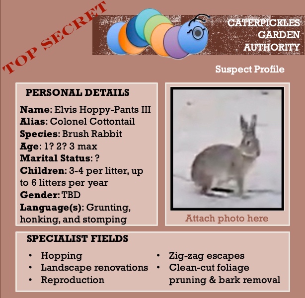 Mockup of a suspect profile from the Caterpickles Garden Authority for Elvis Hoppy-Pants III AKA Colonel Cottontail. Profile features a photo of the suspect, along with personal details like species (brush rabbit), age (1? 2? 3 max), marital status unknown, Children (3-4 per litter, up to 6 litters per year), Languages (grunting, honking, and stomping), and specialist fields (hopping, zig-zag escapes, landscape renovations, clean-cut foliage pruning & bark removal, and of course, reproduction). 