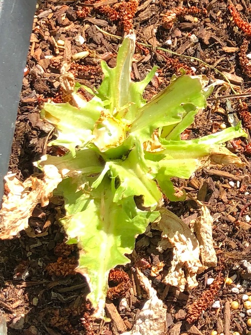 Lettuce in a container garden, eaten down to the stalk.