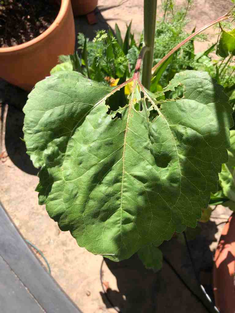Sunflower leaf with holes pecked in it near its stem. Most of the leaf is still there.