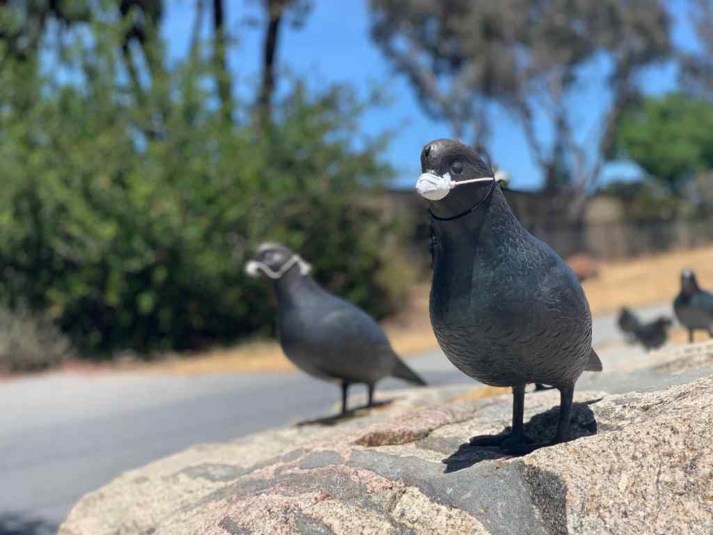 Public art featuring two pigeons on a rock. The pigeons have been updated to have tiny white plaster of paris masks. 