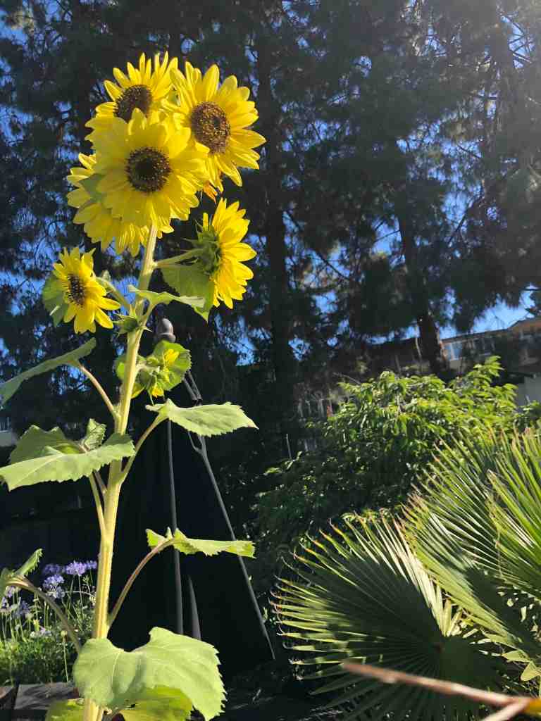 Cluster of bright yellow sunflowers on top of a six-foot tall stalk. In the background a Coulter pine tree, a much shorter palm, and some African lilies. 