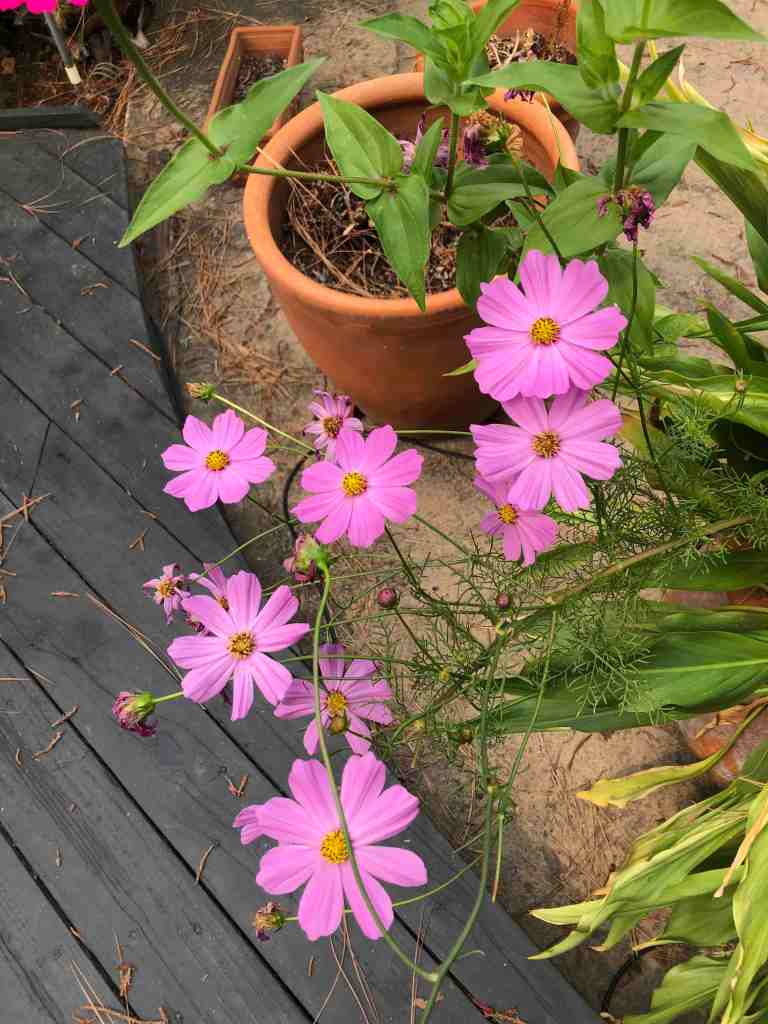In this photo, the purple flowers almost seem to glow, and the grey concrete has turned a warm orange. 