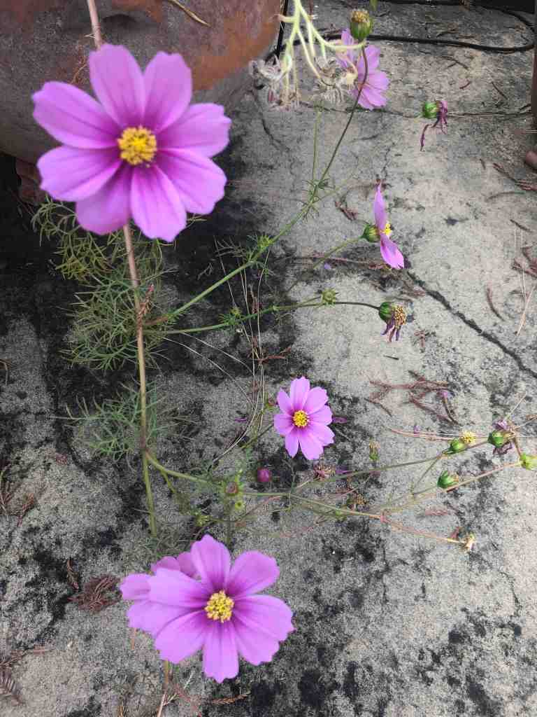 The purple flowers falling over the side of a clay pot stand out against the grey concrete. 