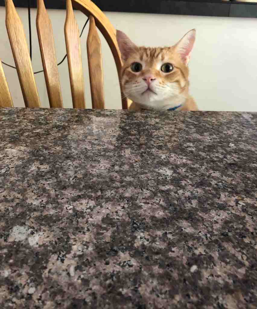 Orange tabby sitting in a chair at the kitchen table staring intently at the camera. 