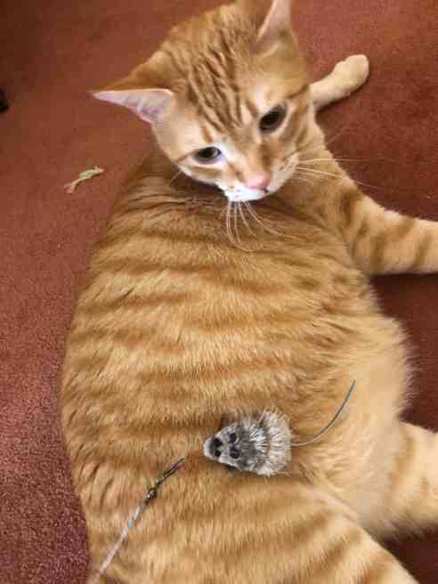Cat lying on his side, stares at a grey mouse toy that has been placed on his stomach. He is not about to pounce.