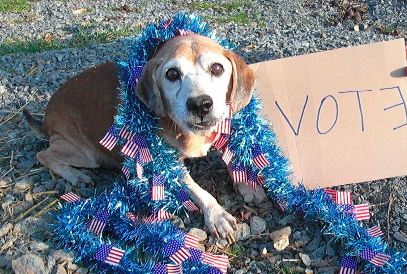 A dog sits on a rocky sidewalk, draped in blue tinsel with a smattering of small American flags under his paws. Next to him is a cardboard poster that says "Vote!" with a backwards E.
