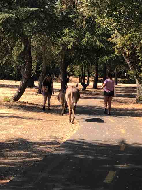 Two women walk donkeys on a leash down a nature trail in Northern California