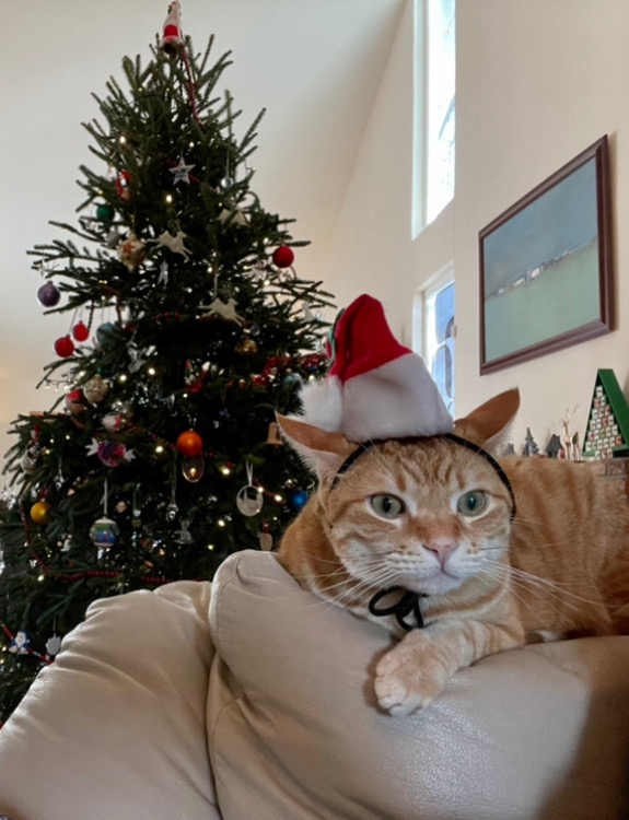 Cat in a santa hat on the back of a couch. The look in his eyes and his flicked back ears make it clear he's trying to decide whose blood to draw first. 