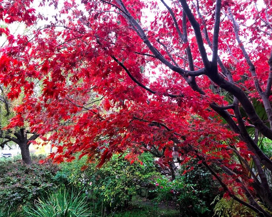 Maple tree with brilliant red leaves. Under it are bright green hostas. Behind it another tree with leaves that are still aggressively green. The maple tree is obviously an early mover, fall-wise. 