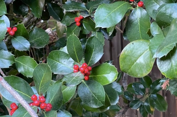 Closeup of an evergreen bush with small red berries.