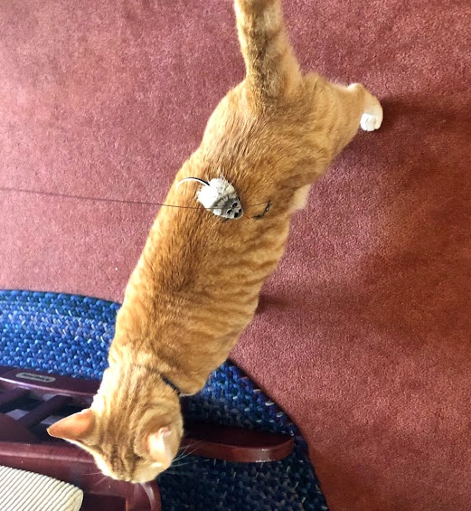 Canelo walking calmly across the carpet, ignoring the mouse toy on his back. 